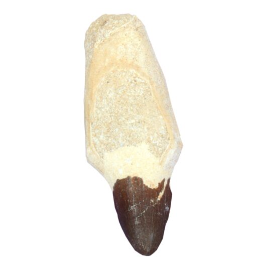 Fossil øgletann