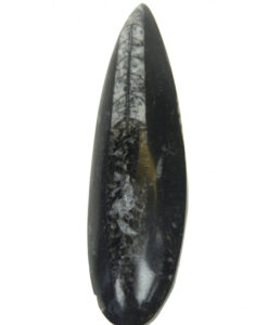 Fossil blekksprut  6cm