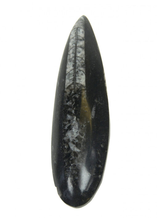 Fossil blekksprut  6cm