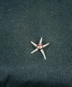 Sjøstjerne anheng brun